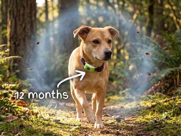 ⏰Buy 1, Get 1 FREE Today — Year-Round Flea & Tick Protection Made Simple🐕
