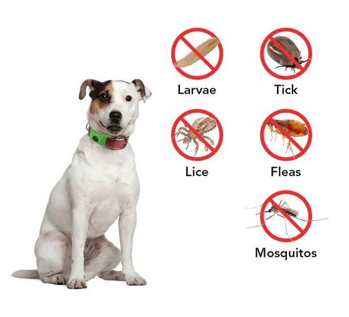 ⏰Buy 1, Get 1 FREE Today — Year-Round Flea & Tick Protection Made Simple🐕